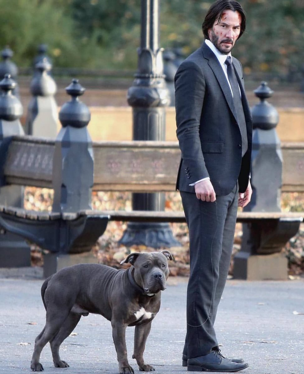 Ньюфаундленд собака