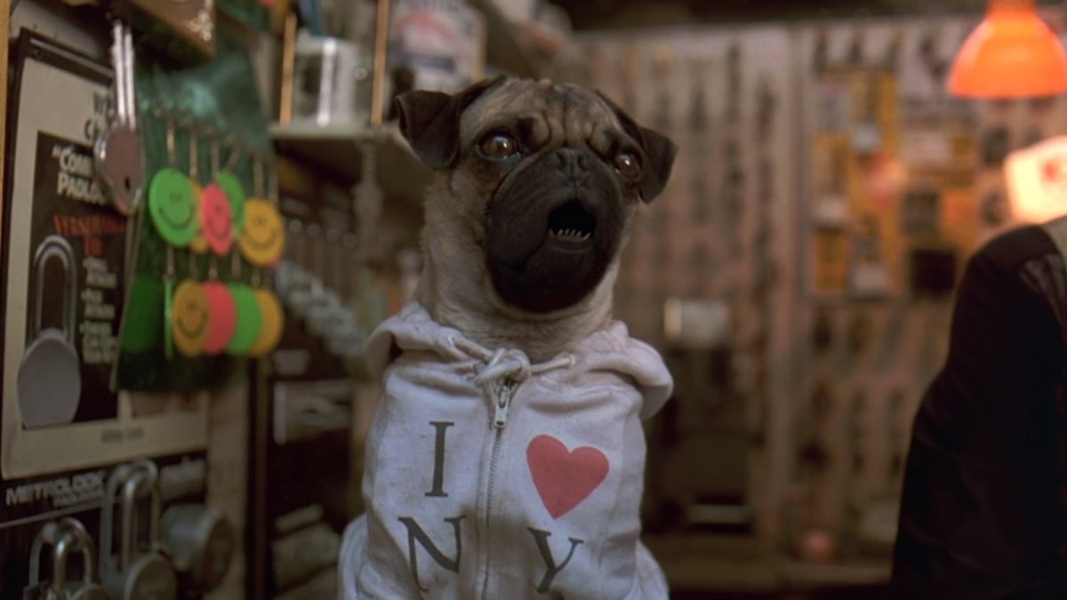 Лысый французский бульдог