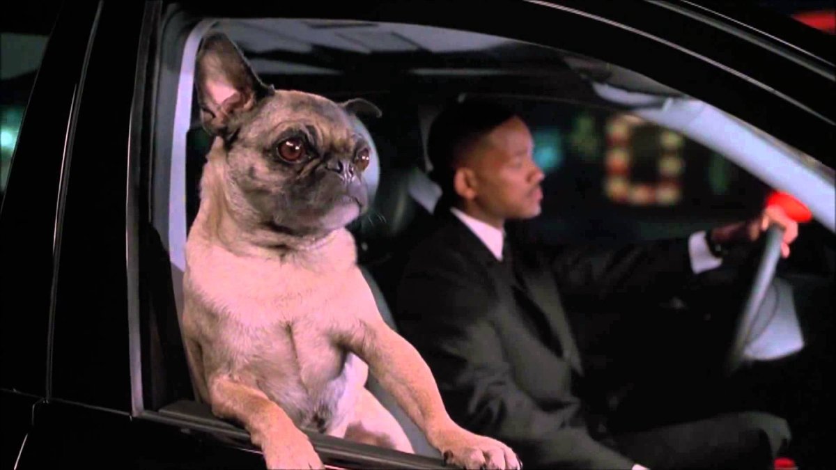 Мопс Фрэнк люди в черном