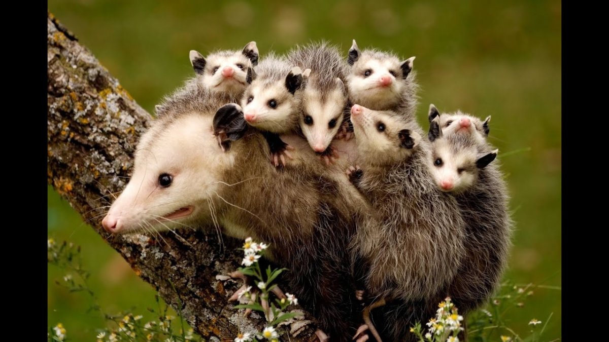 Опоссум морда