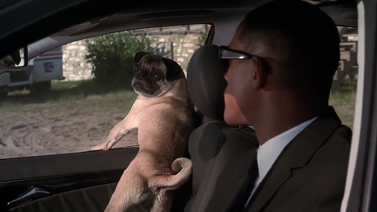 Чёрное животное похожее на собаку в поле