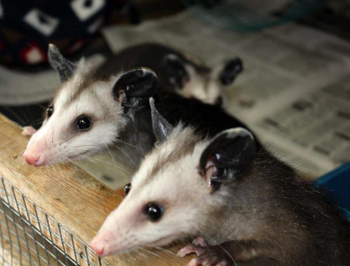 Опоссум домашний