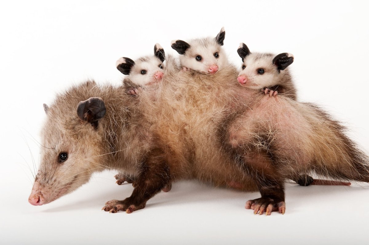 Мадагаскарский опоссум