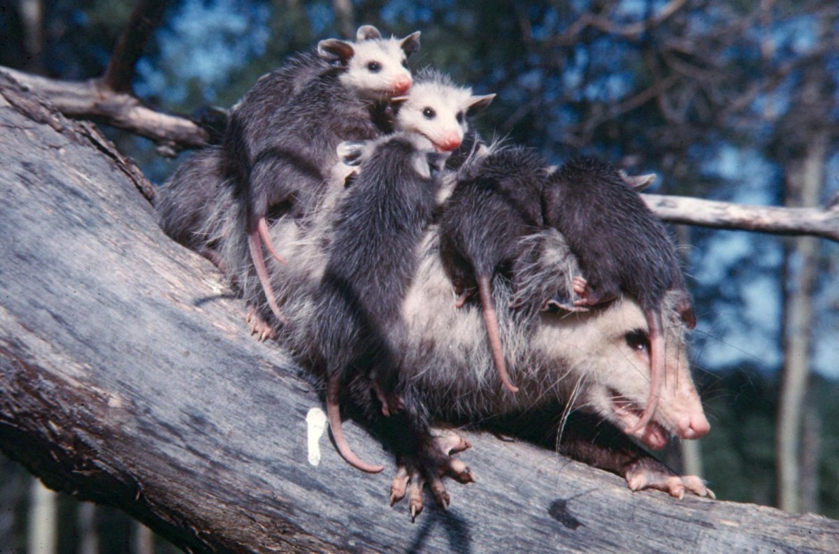 Сумчатый опоссум