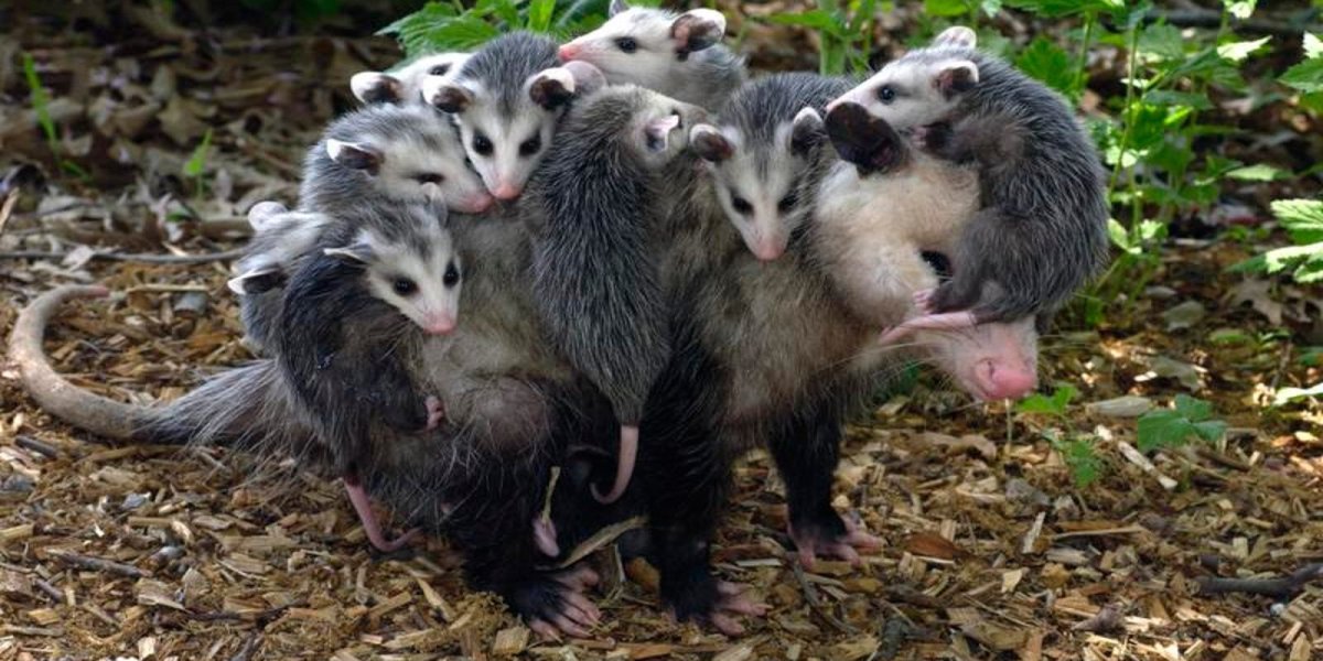 Максимальная концентрация ненависти опоссум