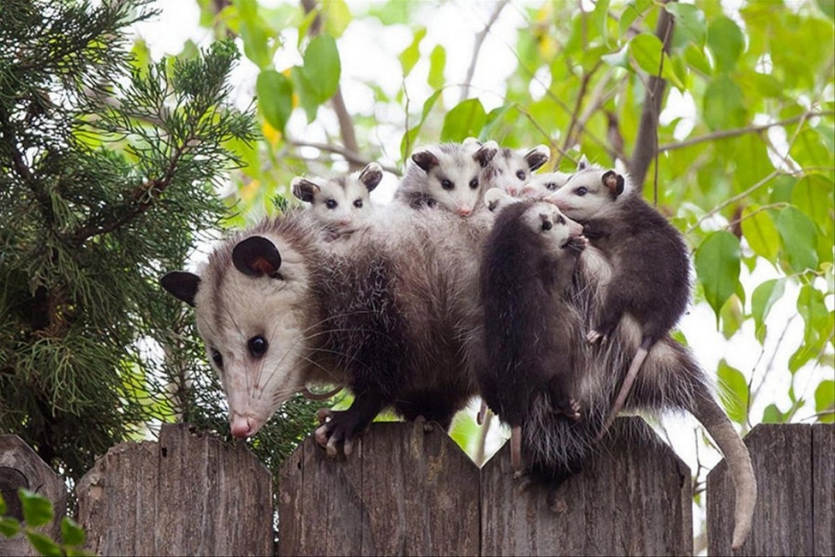 Опоссум с детенышами