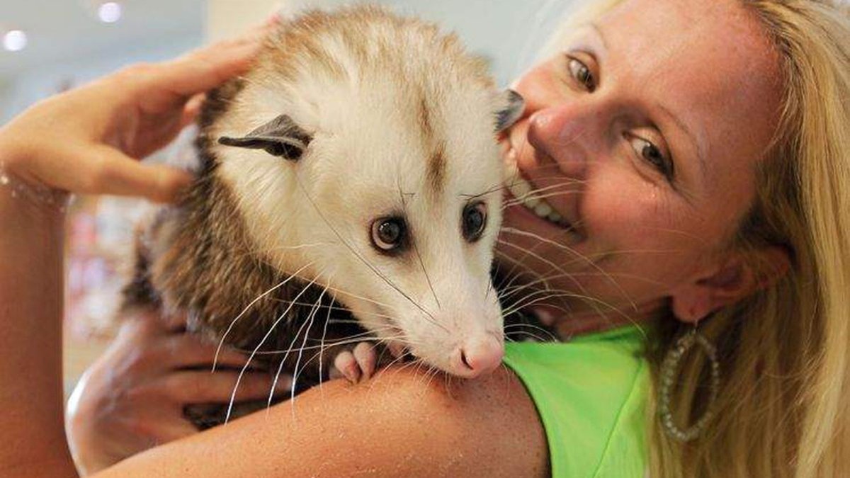 Опоссум на руках