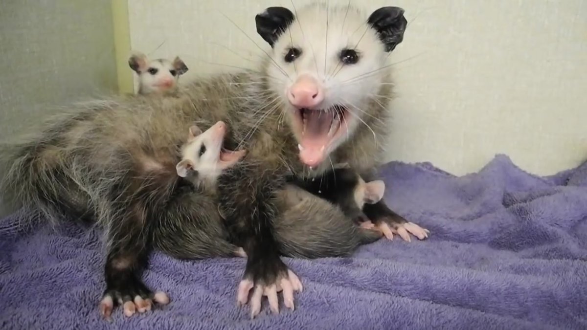 Поссум и опоссум