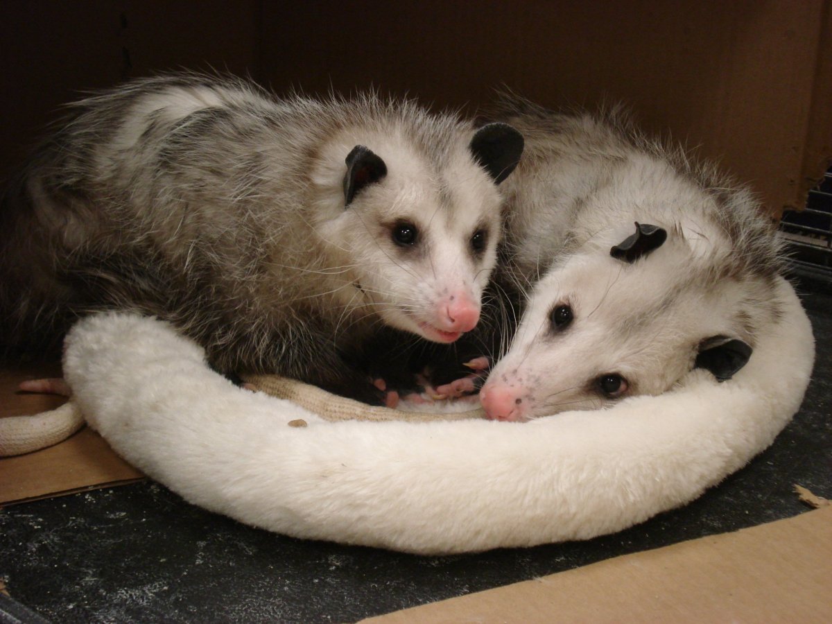 Опоссум с детенышами