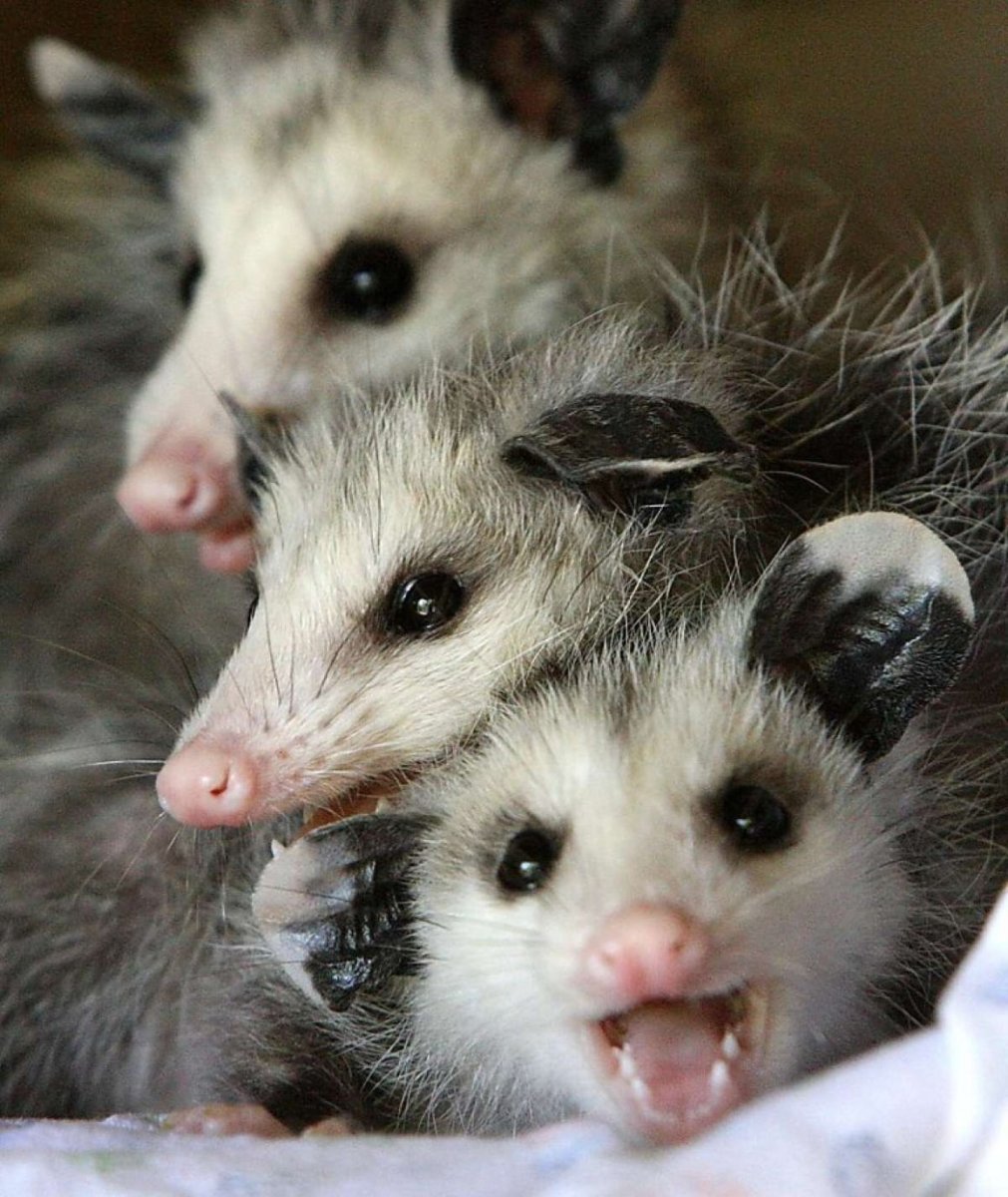 Сальвадорский сумчатый опоссум