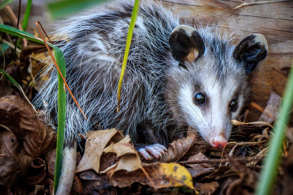 Самка опоссума с детенышами