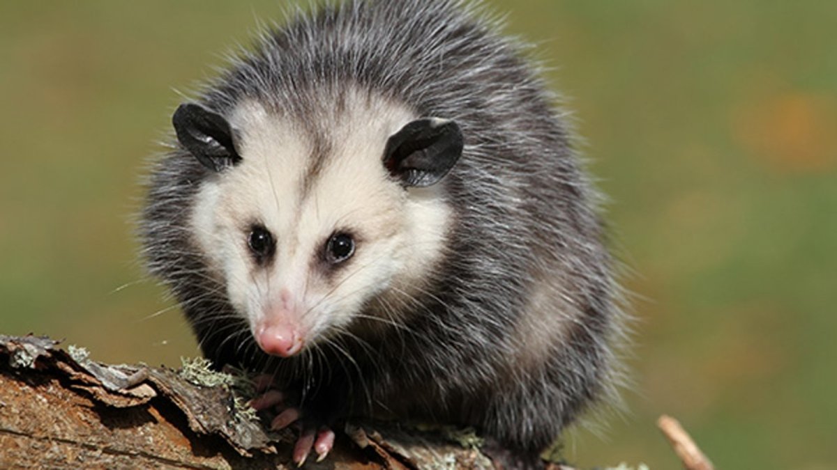 Животное похожее на опоссума и енота