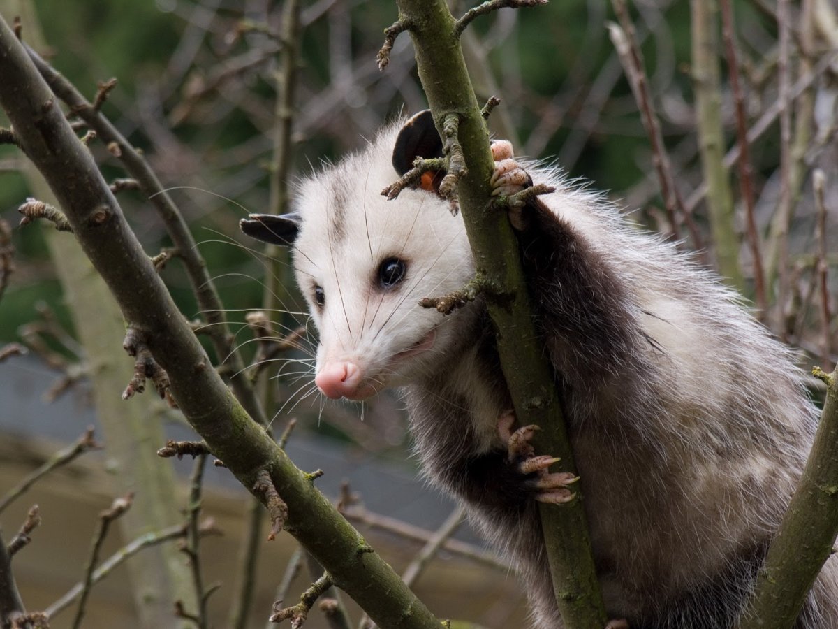 Южный поссум