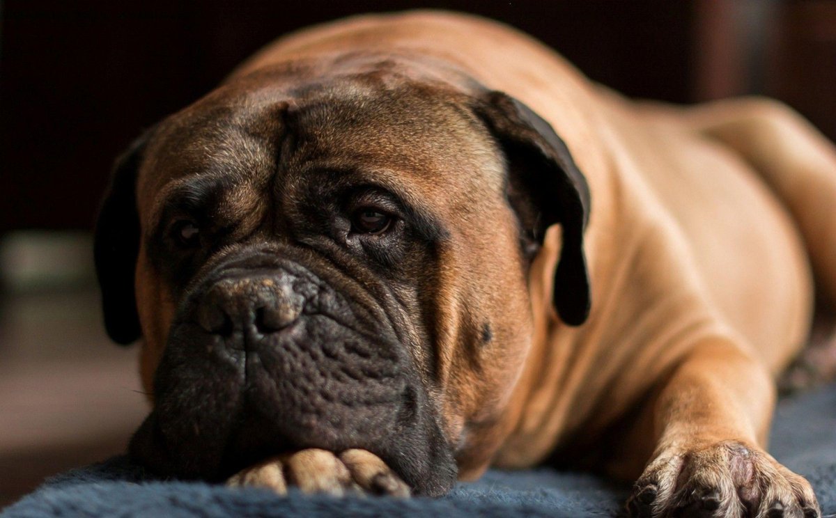 Бульмастиф коричневый