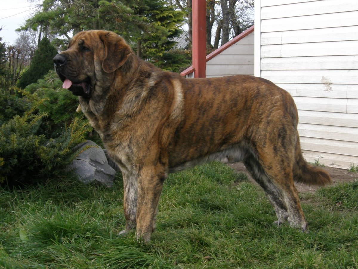 Майорский мастиф тигровый окрас