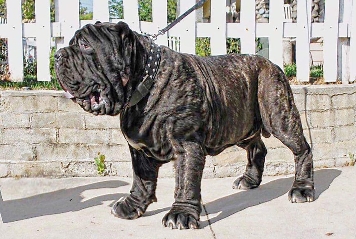 Американский Молосс