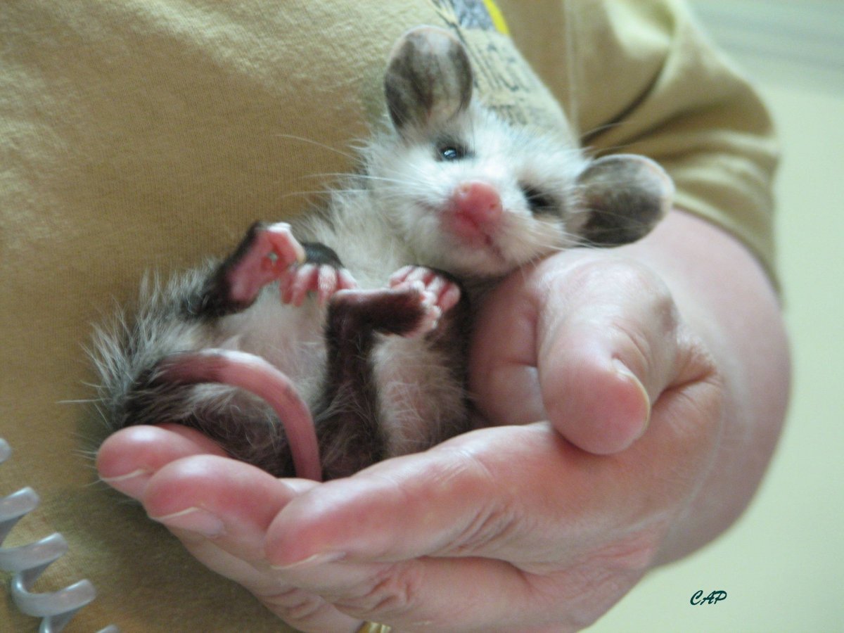 Сумчатый опоссум Бразилия