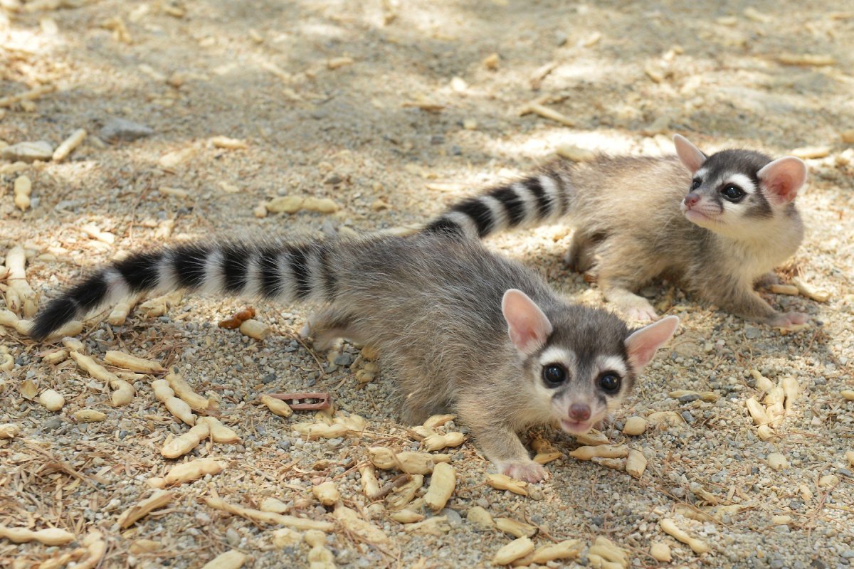 Сумчатый опоссум