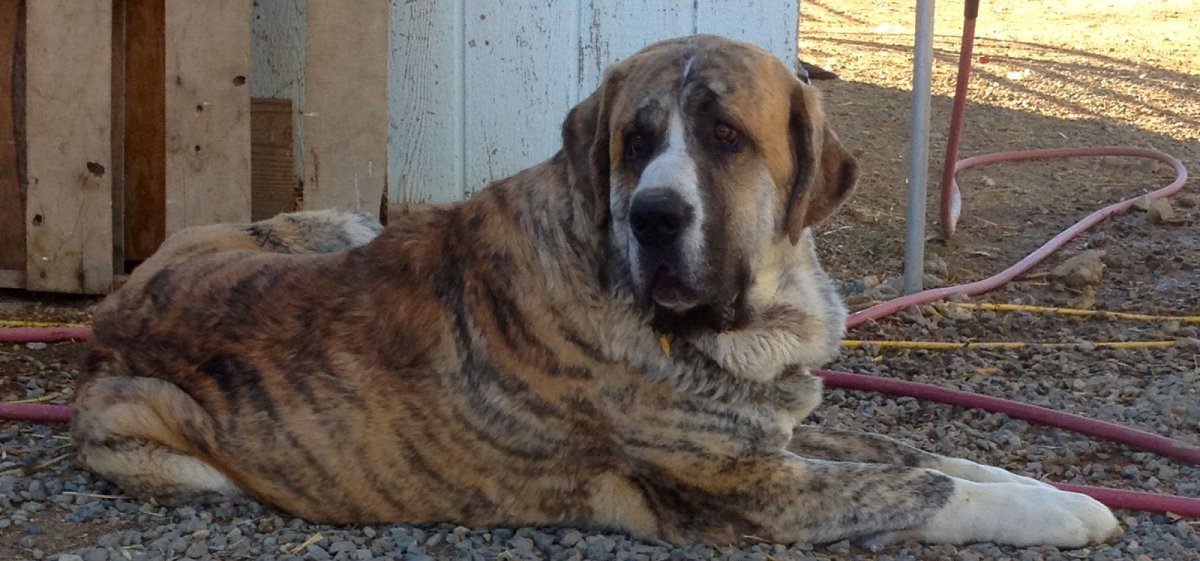 Испанский мастиф бело тигровый