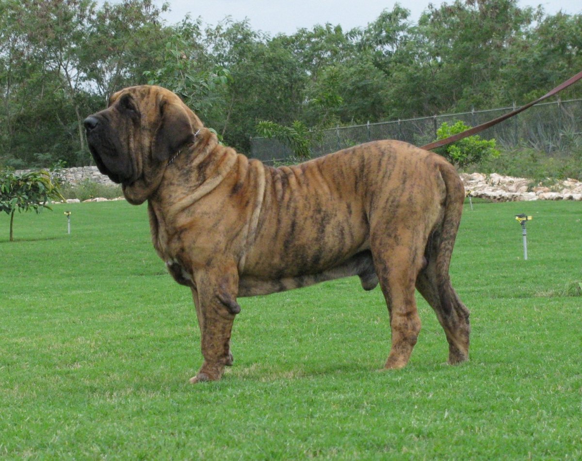 Фила бразилейро тигровый