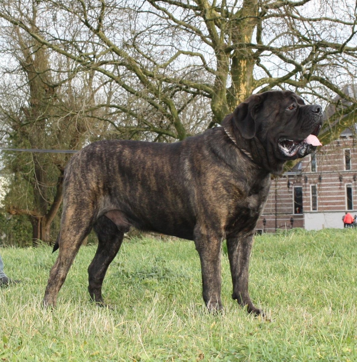 Американский мастиф тигровый