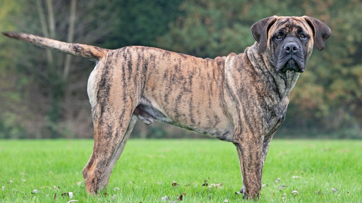 Черный тигровый мастиф