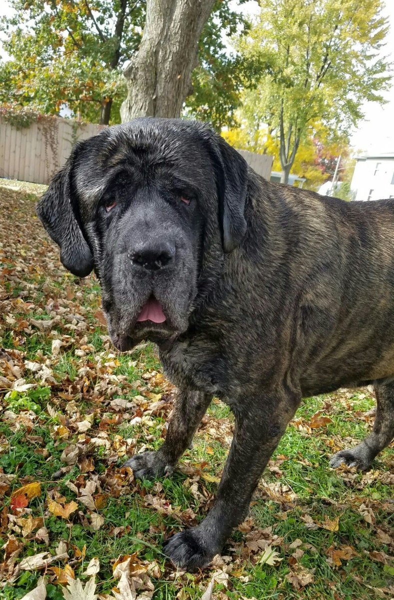 Неаполитанский мастиф тигровый