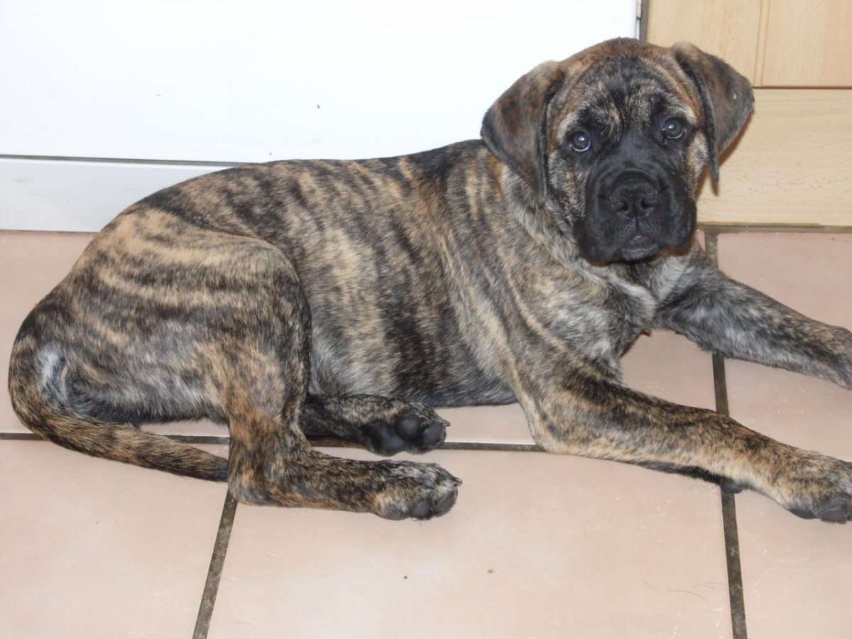 Бульмастиф тигровый