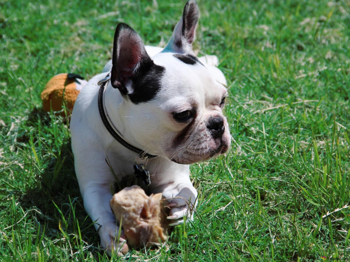 Французский бульдог маленький