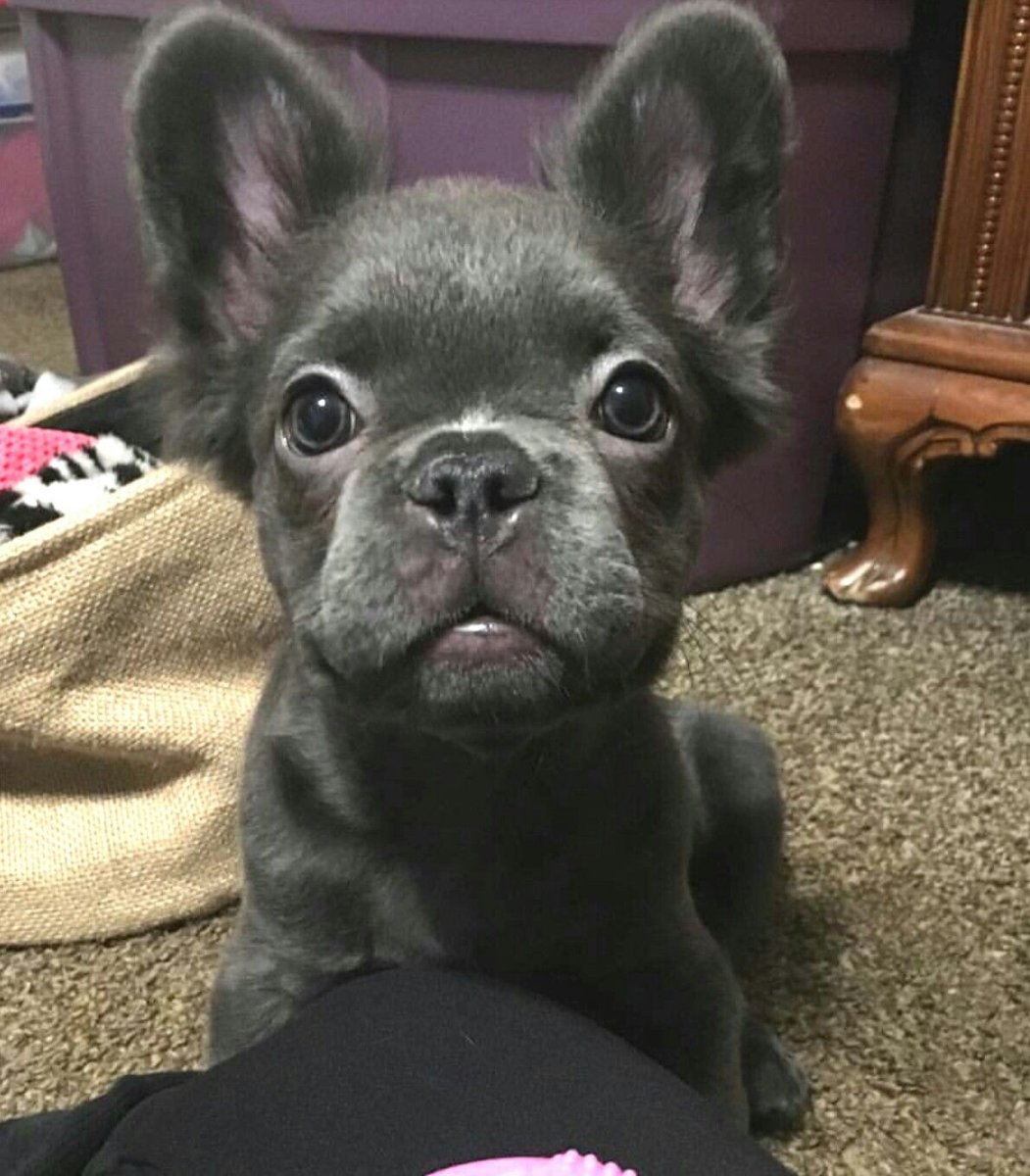 Метис французского бульдога