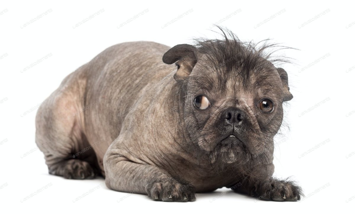 Метис корги и МОПСА