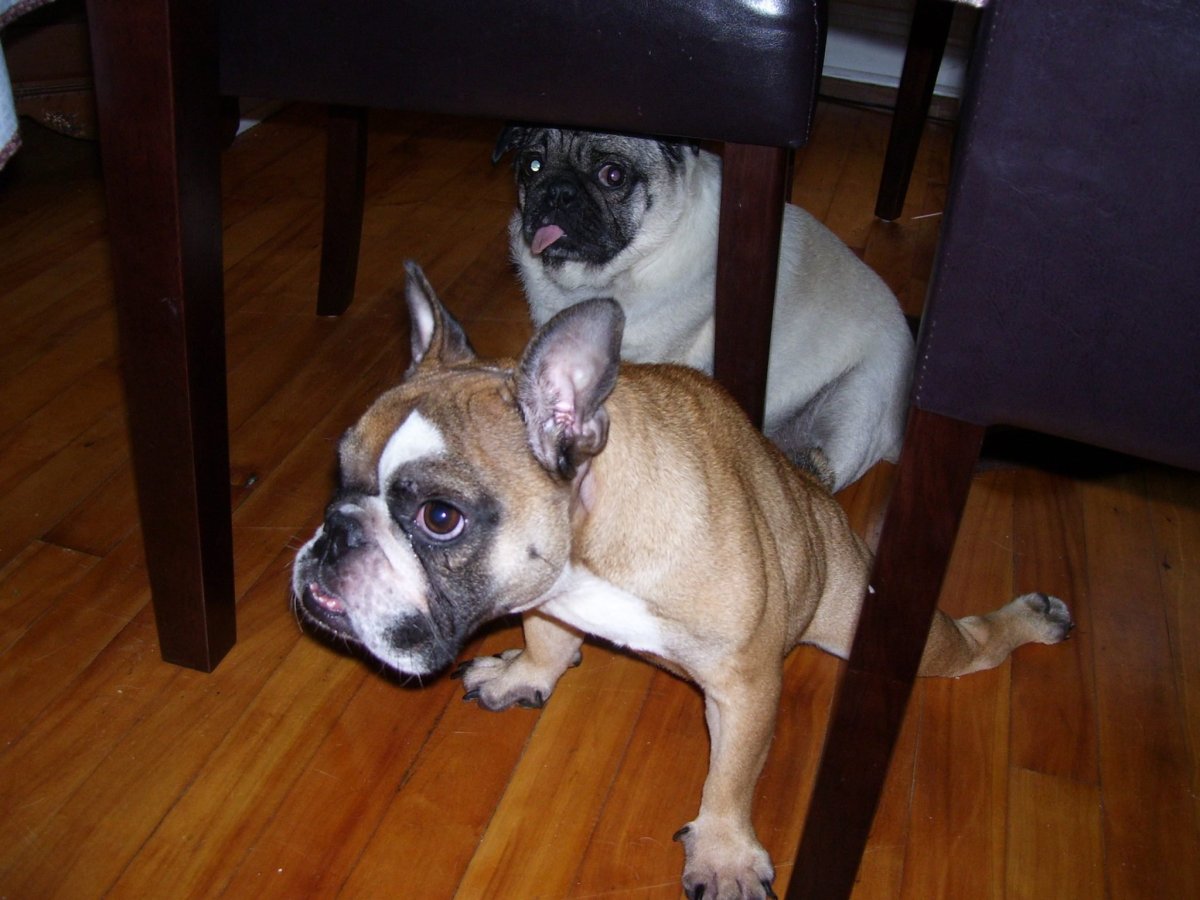 Флаффи французский бульдог