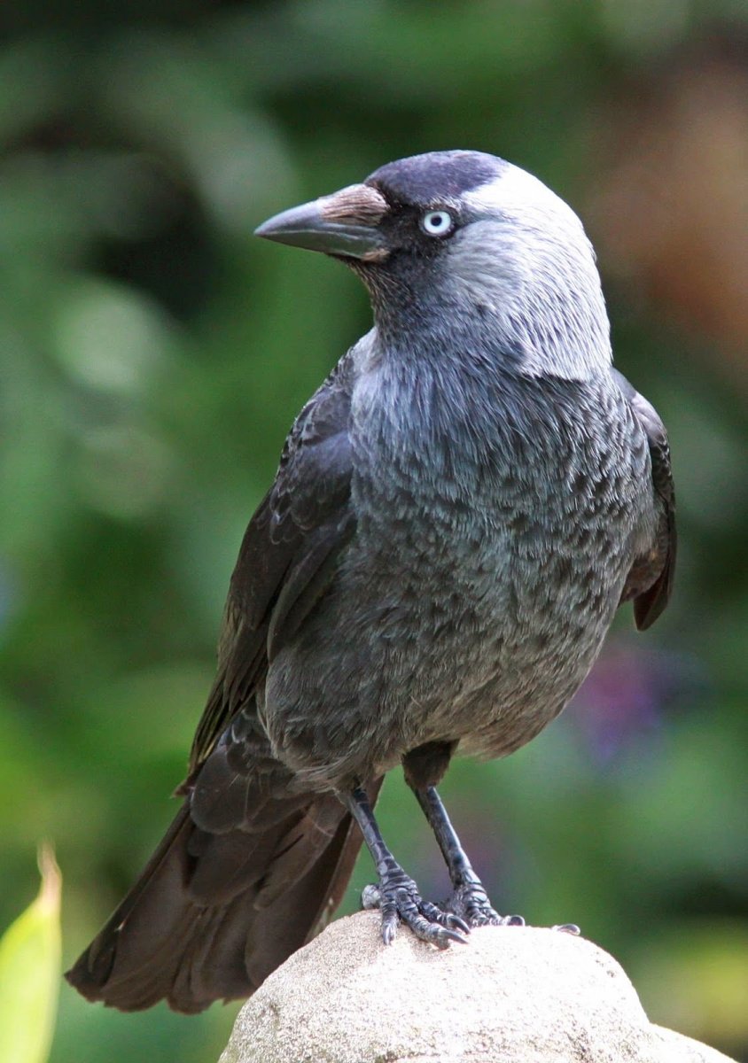 Птицы Ирландии