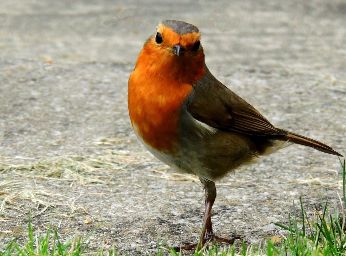 Птицы фото Пинтерест