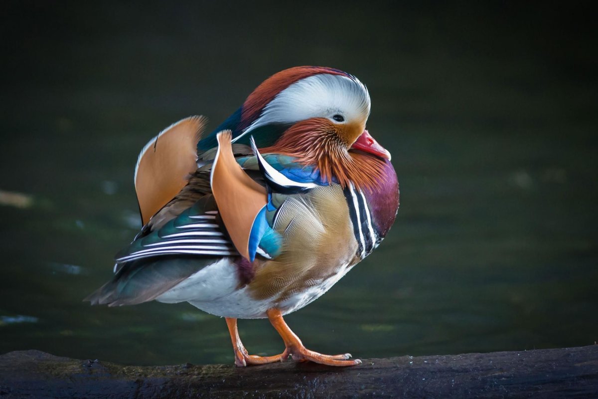 Птицы Ирландии