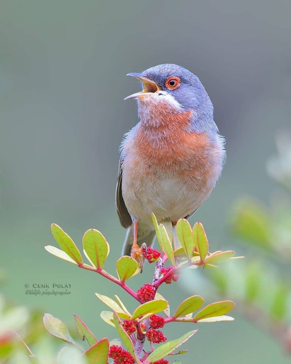 Robin Redbreast is the National Bird of Britain
