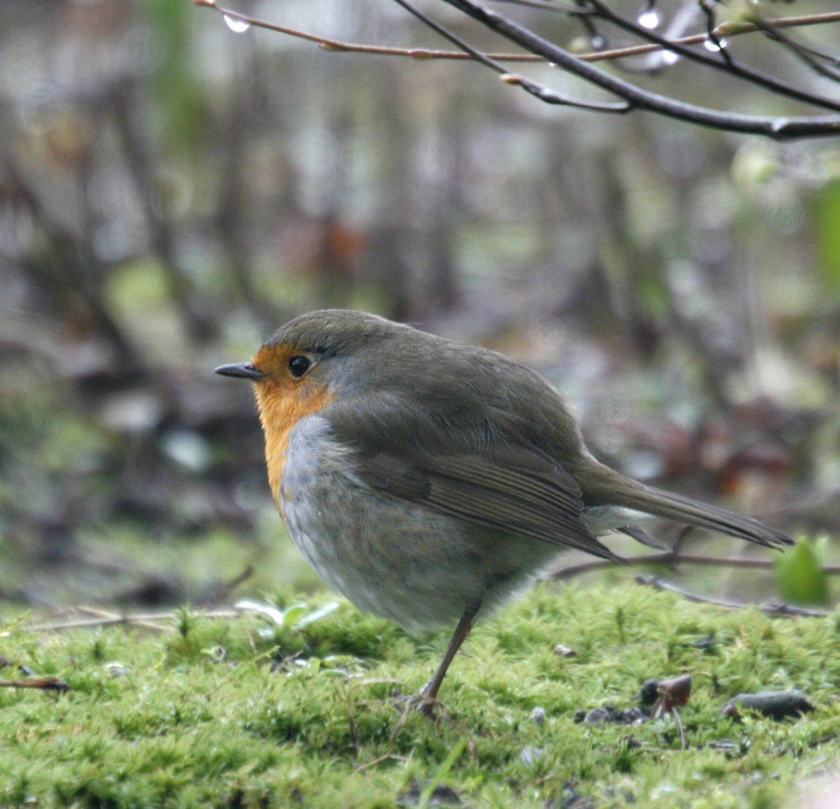 Птица Выхорь