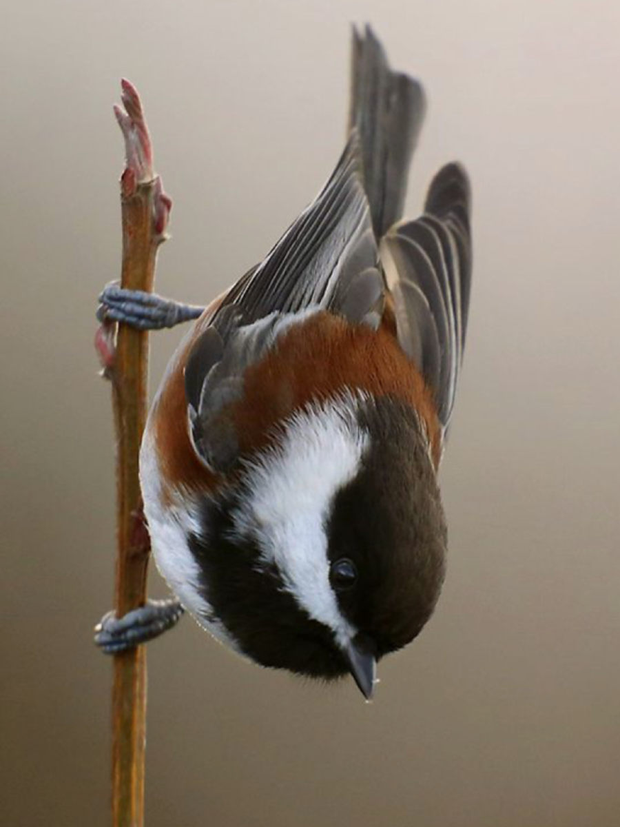 Ian Anderson the Secret language of Birds