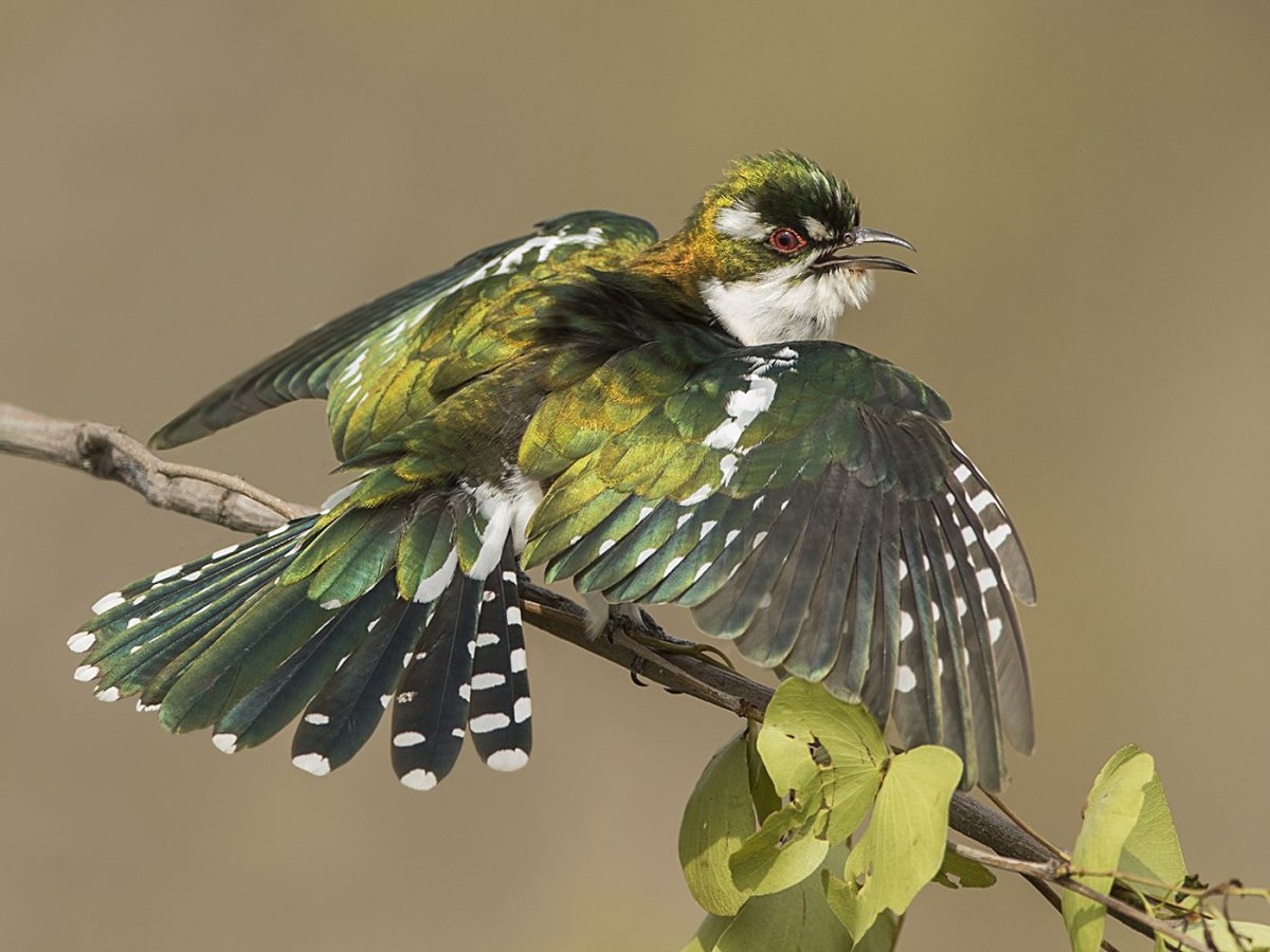 Сиреневогрудая сизоворонка