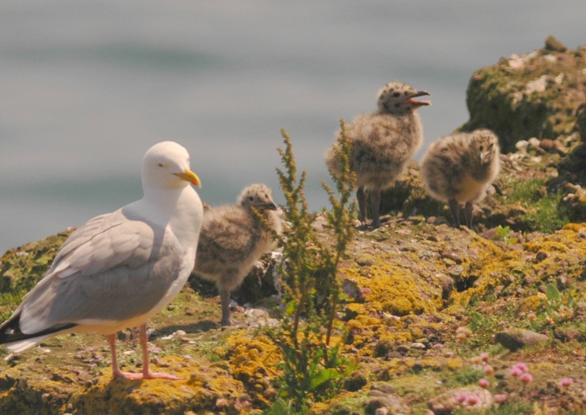 Красивые фото животных и птиц для андроид