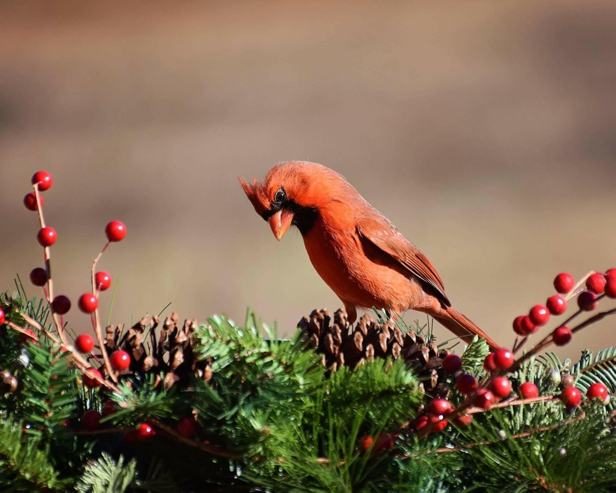 Бордовая птица фото