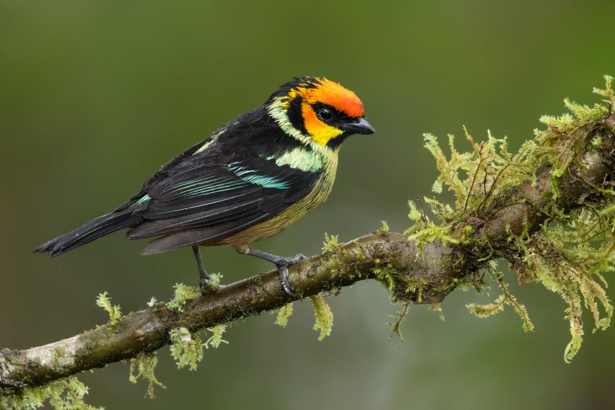 Щурка золотистая жёлтая