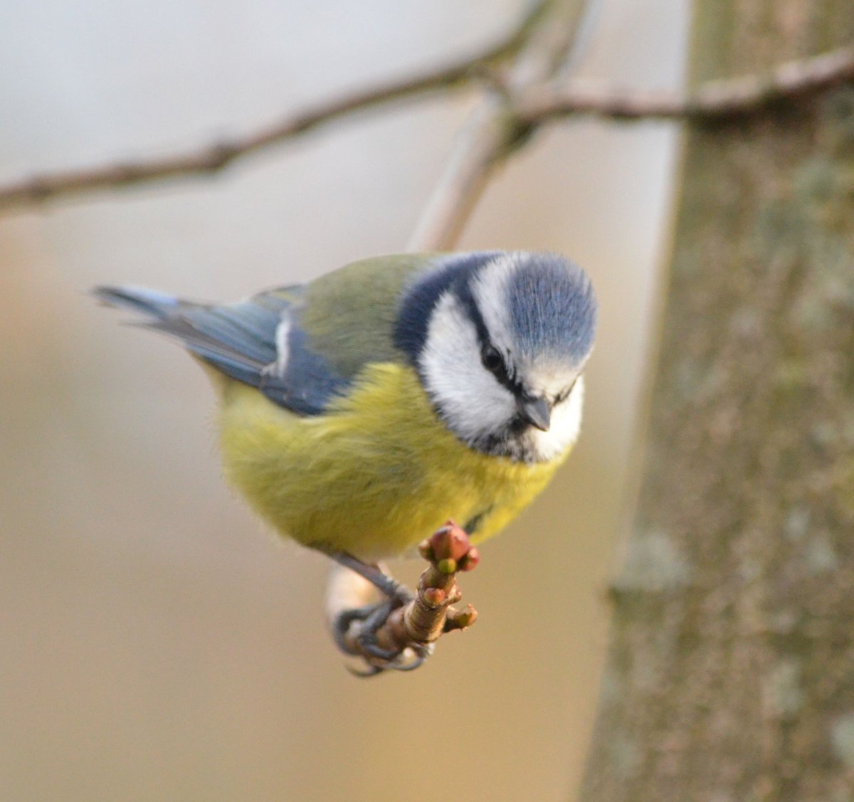 Почтовые марки фауна птицы блоки