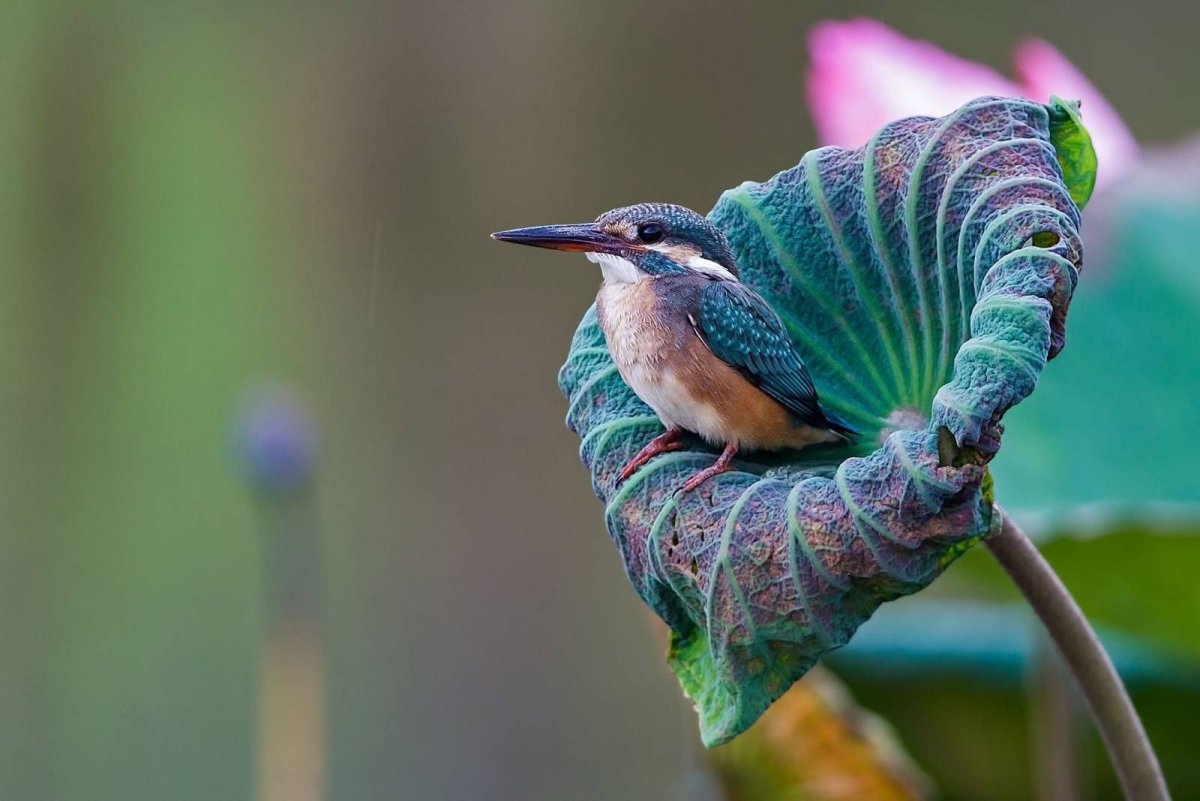 Сиреневогрудая сизоворонка