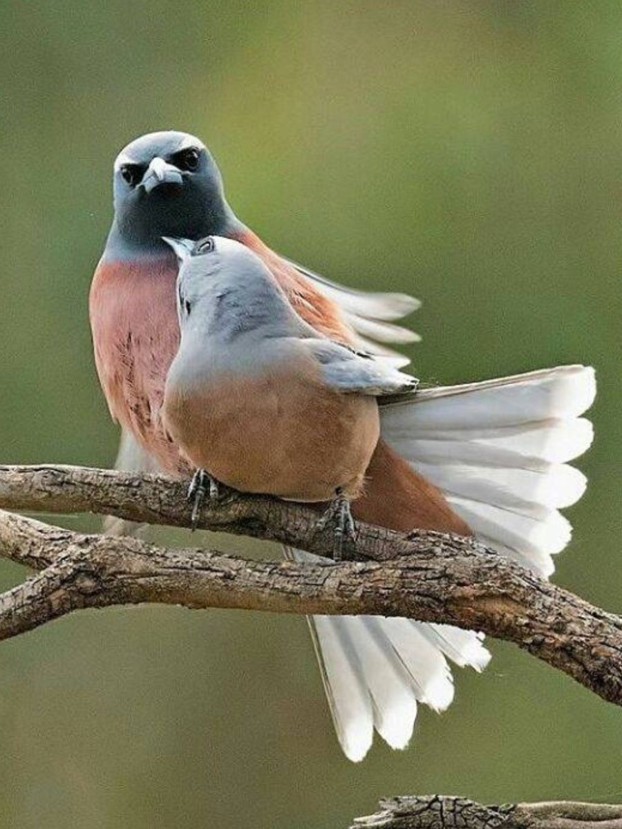 Атлантический тупик ареал