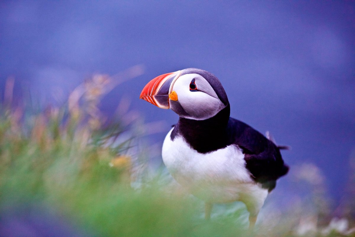 Птицы Ирландии