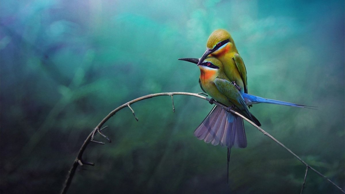 Исландия Пуффины