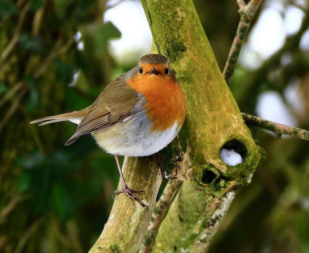 Уточки мандаринки картина