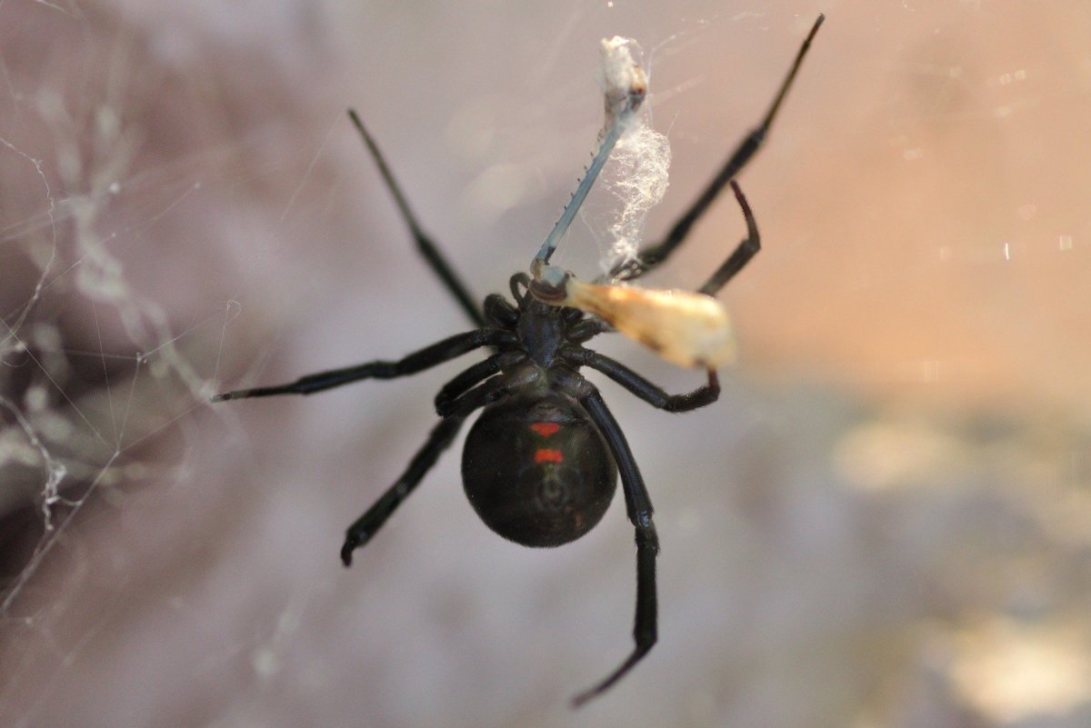 Паук белый Каракурт