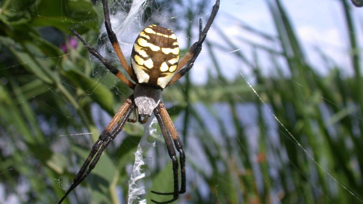 Джейба Фофи гигантский паук